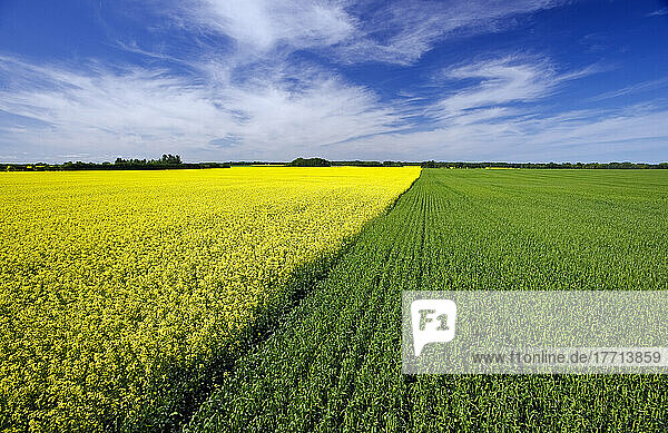Weizen- und Rapsanbau in der Nähe von Treherne  Manitoba