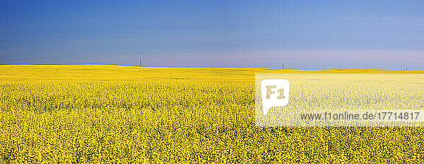 Rapsfeld in voller Blüte; Saskatchewan  Kanada