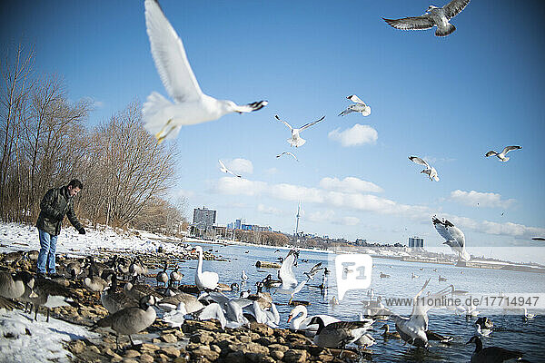 Ein Mann füttert eine wachsende Schar von Vögeln am Ufer des Ontariosees im Winter; Toronto  Ontario  Kanada
