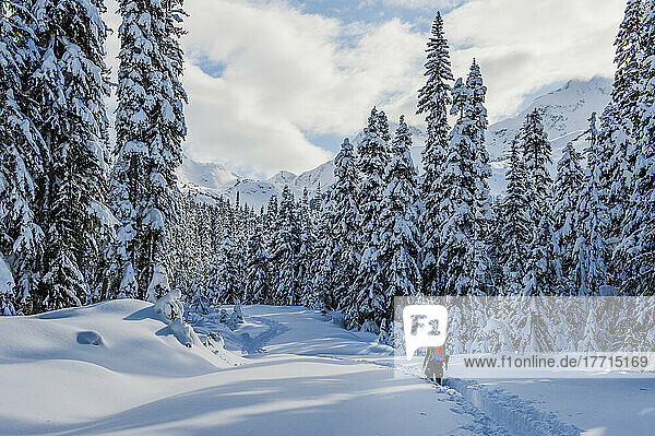 Person Hiking Snow-Covered Trail; Pemberton  British Columbia  Canada