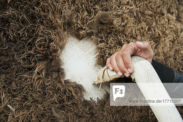 Vorbereiten einer Büffelhaut durch Entfernen des Fells; Rossburn  Manitoba  Kanada