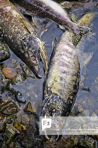 Pink Salmon Carcasses Washed Up On Salmon Bay  Don Peninsula  Great Bear Rainforest  British Columbia