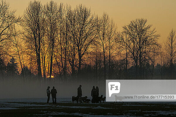 Hundebesitzer machen mit ihren Hunden einen Spaziergang bei Sonnenuntergang; Pitt Meadows  British Columbia  Kanada