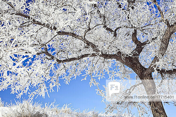 Artist's Choice: Raureif bedeckt Baum an klarem Wintermorgen  Winnipeg  Manitoba