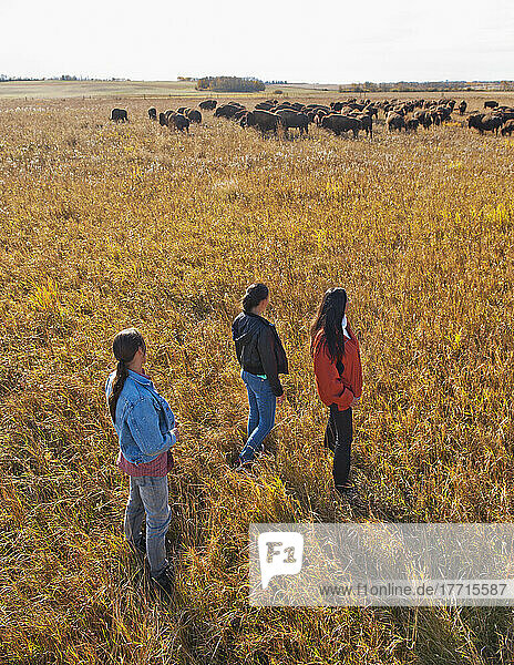Ureinwohnerfamilie  die durch eine Büffelfarm geht; Rossburn  Manitoba  Kanada