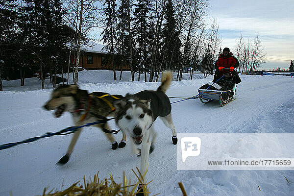Hundeteam auf dem Weg zum Pelly Crossing Checkpoint  Yukon.