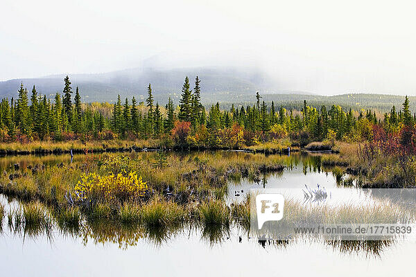 Wahl des Künstlers: Herbstfarben im Nebel  Vermillion Lakes  Banff National Park  Alberta