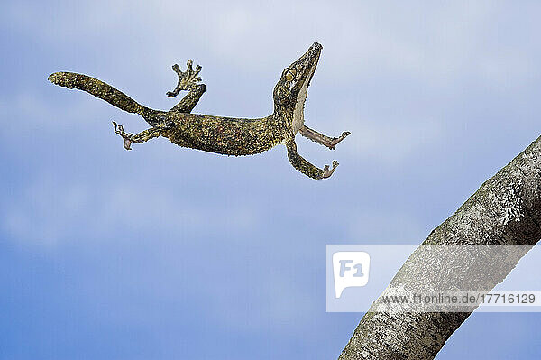 Henkels Blattschwanzgecko im Laufschritt; Madagaskar