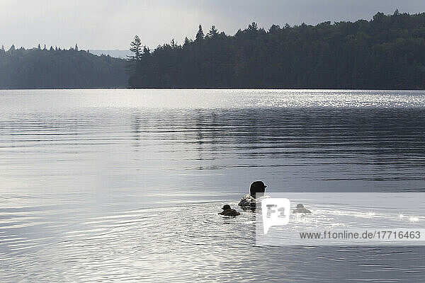 Seetaucher und Küken schwimmen im frühen Morgenlicht  Algonquin Park  Ontario  Kanada