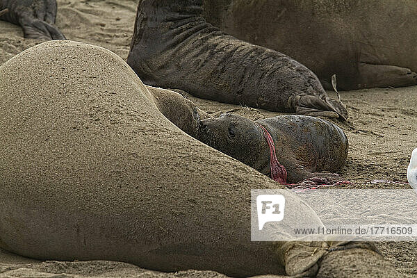 Neugeborener Seeelefanten-Welpe mit Nachgeburt noch dran.
