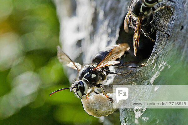 Papierwespe  die aus ihrem Bienenstock fliegt; Ontario Kanada