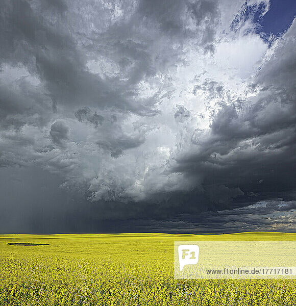 Sturmwolken sammeln sich über einem sonnenbeschienenen Rapsfeld in Süd-Alberta; Alberta  Kanada