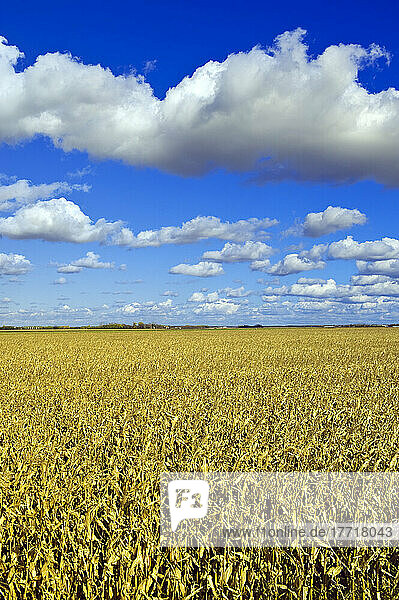 Auswahl des Künstlers: Ein Maisfeld erstreckt sich bis zum Horizont  mit einem Himmel voller Kumuluswolken im Hintergrund  in der Nähe von Dufresne  Manitoba