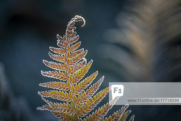 Detail of a Frosted Sword Fern; Olympia  Washington  United States