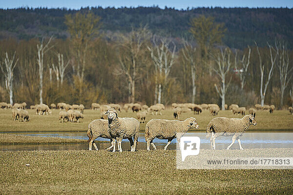 Drei Schafe (Ovis aries)  die auf einer Wiese an einer Wasserpfütze vorbeilaufen  wobei ein Schaf in die Kamera schaut und im Hintergrund eine Herde weidet; Oberpfalz  Bayern  Deutschland