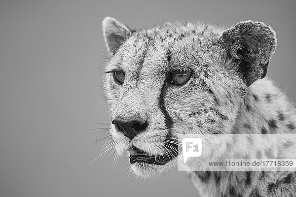 Close-up of a cheetah (Acinonyx jubatus)  head and shoulders portrait of a female animal looking out into the savanna in the Serengeti; Tanzania