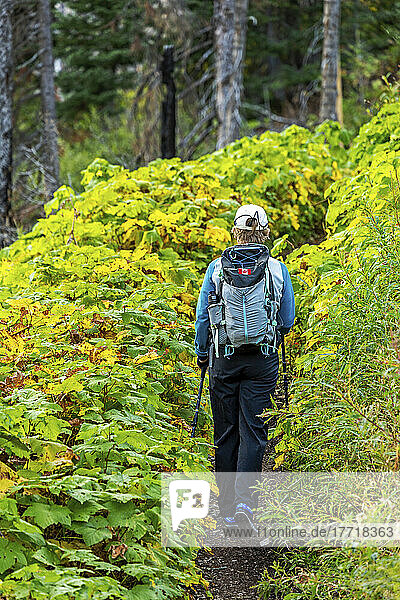 Weibliche Wanderin auf einem Bergpfad mit üppigem grünen Unterholz im Wald  Waterton Lakes National Park; Waterton  Alberta  Kanada