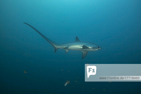 There are three species of thresher sharks all characterized by the unmistakably elongated upper lobes of their tail fin. This one  the pelagic thresher shark (Alopias pelagicus) comes to Monad Shoal off Malapascua Island in the Philippines to visit cleaning stations on the reef; Malapascua Island  Philippines