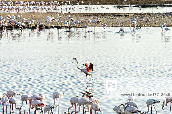 Flamingoes on a body of water; Abu Dhabi  United Arab Emirates