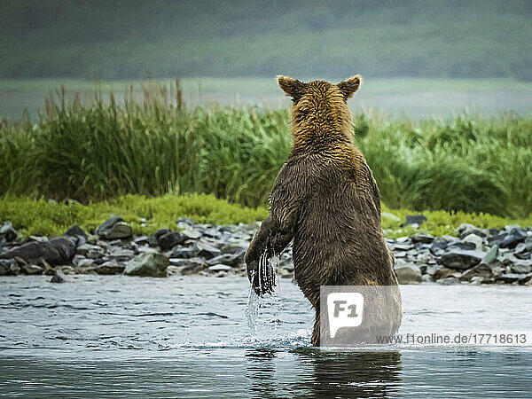 Blick von hinten auf einen Küstenbraunbären (Ursus arctos horribilis)  der auf den Hinterbeinen im Wasser steht und im Geographic Harbor nach Lachsen fischt; Katmai National Park and Preserve  Alaska  Vereinigte Staaten von Amerika