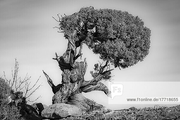 Black and white image of a very old twisted and gnarled Juniper tree in Canyonlands National Park; Moab  Utah  United States of America