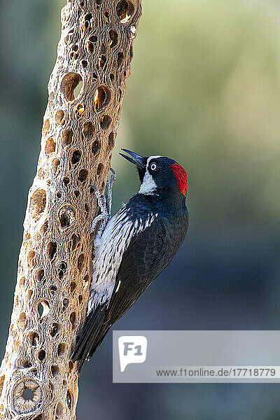 Acorn Woodpecker (Melanerpes formicivorus) perched on a dead cactus plant riddled with holes and feeding on insects  at Cave Creek Ranch in the Chiricahua Mountains of Southeast Arizona; Portal  Arizona  United States of America