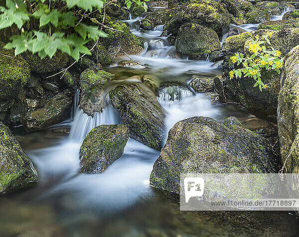 Small waterfall in the Olympic National Forest  Western Washington  USA; Quinault  Washington  United States of America