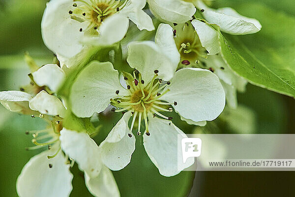 Nahaufnahme der zarten  weißen Blüten einer Europäischen Birne oder Gemeinen Birne (Pyrus communis) in voller Blüte im Frühling; Bayern  Deutschland