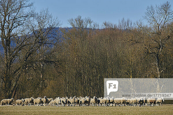 Schafherde (Ovis aries)  die gemeinsam auf einer Wiese spazieren geht  ohne die Kamera zu beachten; Oberpfalz  Bayern  Deutschland