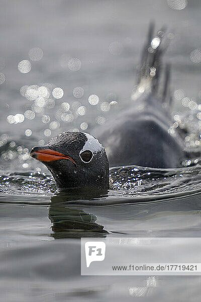 Eselspinguin (Pygoscelis papua) schwimmt im Sonnenlicht auf die Kamera zu; Antarktis
