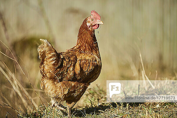 Porträt eines Huhns (Gallus gallus domesticus)  Henne stehend auf einem Feld; Oberpfalz  Bayern  Deutschland