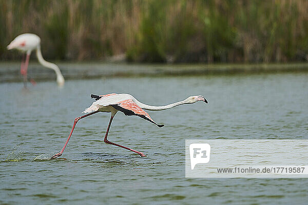 Großer Flamingo (Phoenicopterus roseus) beim Spaziergang im seichten Wasser  Parc Naturel Regional de Camargue; Frankreich