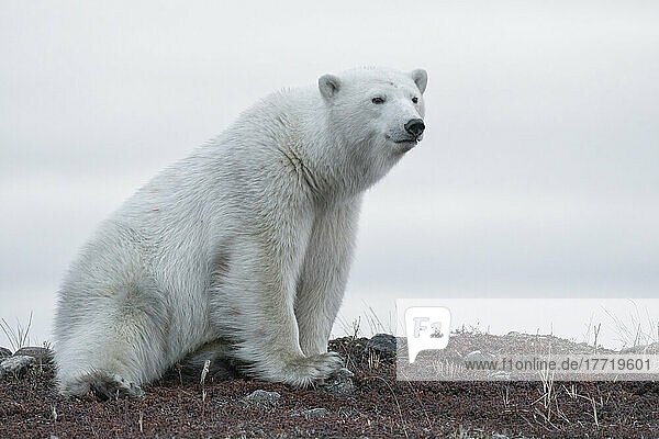 Polar bear (Ursus maritimus) sitting on tundra in the wild  near Churchill  Manitoba; Churchill  Manitoba  Canada