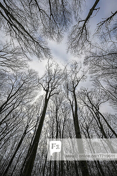 Looking up into the canopy of leafless trees of an Ontario forest in winter; Ontario  Canada
