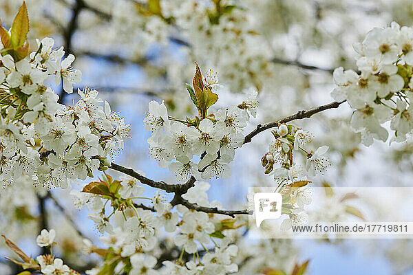 Nahaufnahme der zarten Blüten des Sauerkirschbaums (Prunus cerasus) im Frühling; Bayern  Deutschland