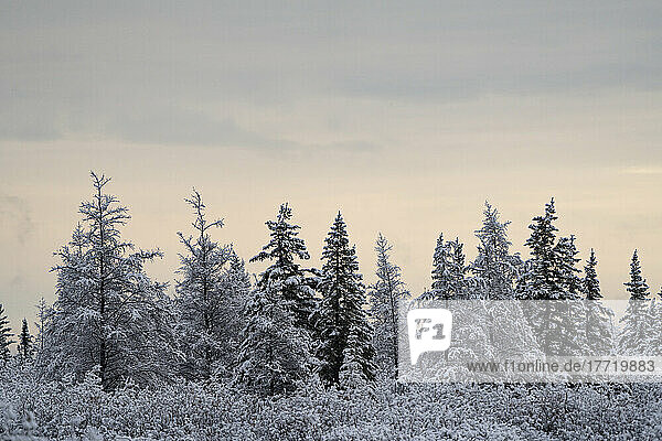 Snow-covered trees on a cold morning  near Churchill  Manitoba; Churchill  Manitoba  Canada