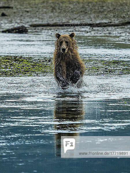 Küsten-Braunbär (Ursus arctos horribilis)  der im Wasser läuft und in der Kinak-Bucht Lachse fängt; Katmai National Park and Preserve  Alaska  Vereinigte Staaten von Amerika