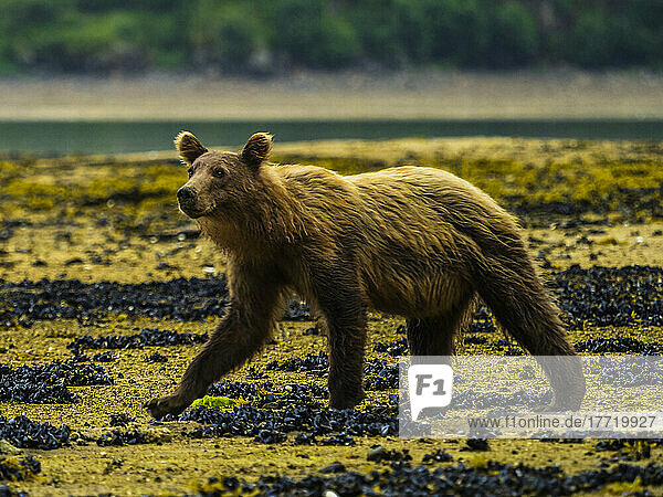 Portrait of a young  Coastal Brown Bear (Ursus arctos horribilis) walking at low tide while digging clams in Geographic Harbor; Katmai National Park and Preserve  Alaska  United States of America