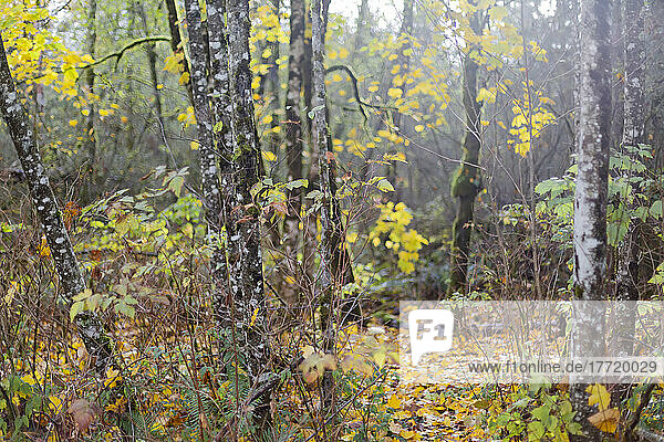 Laubfärbung im Herbst  Green Timbers Urban Forest Park; Surrey  British Columbia  Kanada