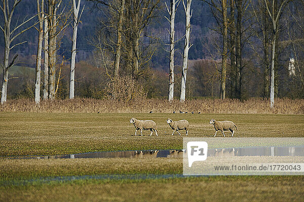 Drei Schafe (Ovis aries) auf einer Wiese mit Wasserpfützen; Oberpfalz  Bayern  Deutschland