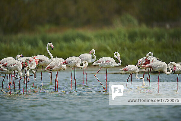 Große Flamingos (Phoenicopterus roseus) stehen zusammen im Wasser  Parc Naturel Regional de Camargue; Frankreich