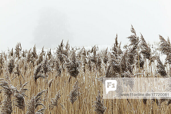 Frost-covered reeds  beside the estuary of the River Exe  Powderham  Starcross  Devon  Great Britain; Starcross  Devon  England