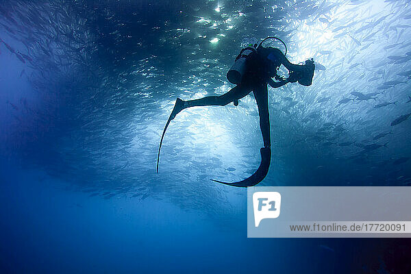 Ein Taucher schwimmt mit einem großen Schwarm von Stachelmakrelen; Cabo San Lucas  Baja California Sur  Mexiko
