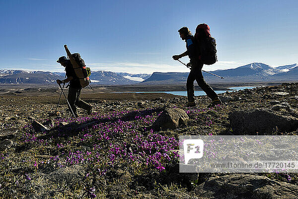 Expedition members  hauling scientific gear to camp  pass wild pink flowers growing out from mosses.