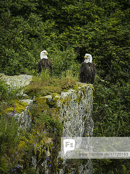 Portrait of two bald eagles (Haliaeetus leucocephalus) perched on top of a boulder in Kinak Bay; Katmai National Park and Preserve  Alaska  United States of America