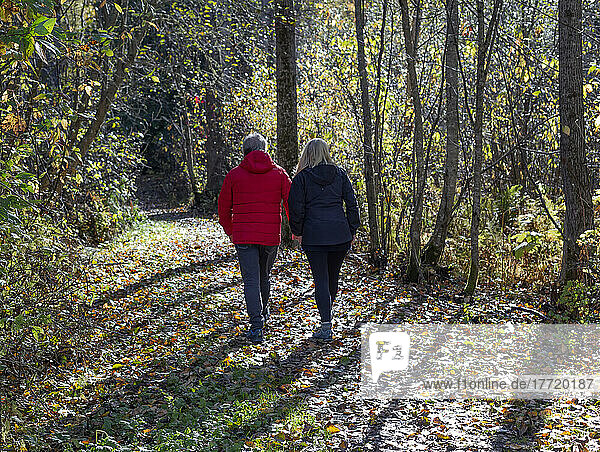 Älteres Paar  das sich an den Händen hält und auf einem Waldweg spazieren geht  der im Herbst mit gefallenen Blättern übersät ist; Smithers  British Columbia  Kanada