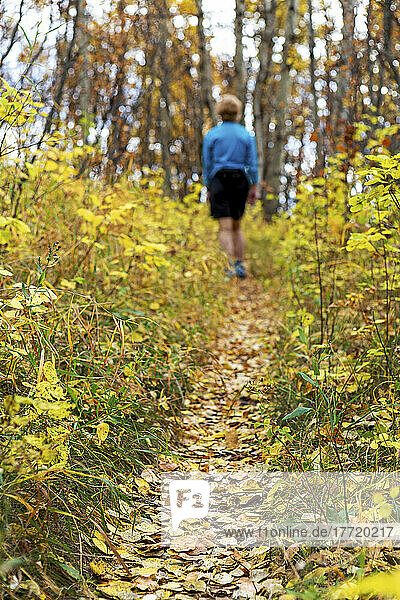 Gefallene Blätter bedecken den Waldweg  auf dem eine Wanderin inmitten der Herbstfarben wandert; Calgary  Alberta  Kanada