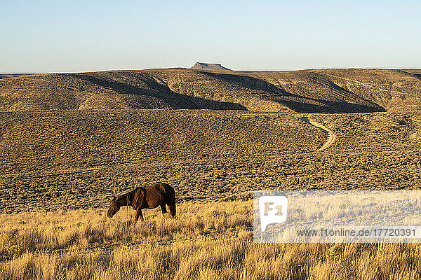 Wild horse (Equus ferus caballus) with Pilot Butte in the background along the Pilot Butte Wild Horse Scenic Tour; Wyoming  United States of America