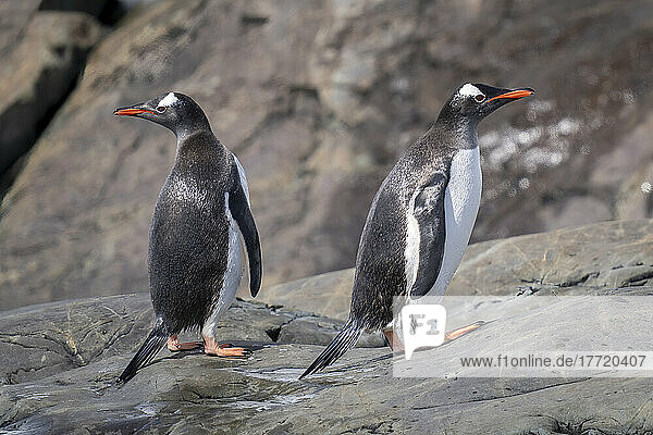 Gentoo penguins (Pygoscelis papua) face in opposite directions; Antarctica