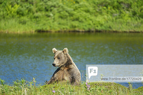 Braunbär (Ursus arctos horribilis)  der am Ufer sitzt und sich an einem sonnigen Tag entspannt; Katmai National Park and Preserve  Alaska  Vereinigte Staaten von Amerika
